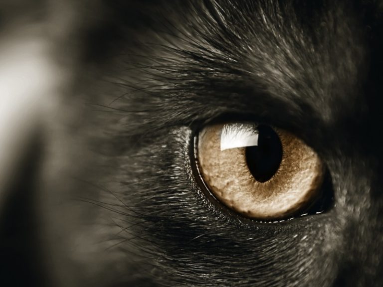 Formation en chamanisme à l'Institut Pierre Thirault en Bretagne