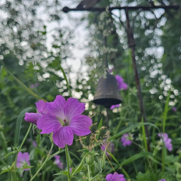 Stage méditation avec Pierre Thirault