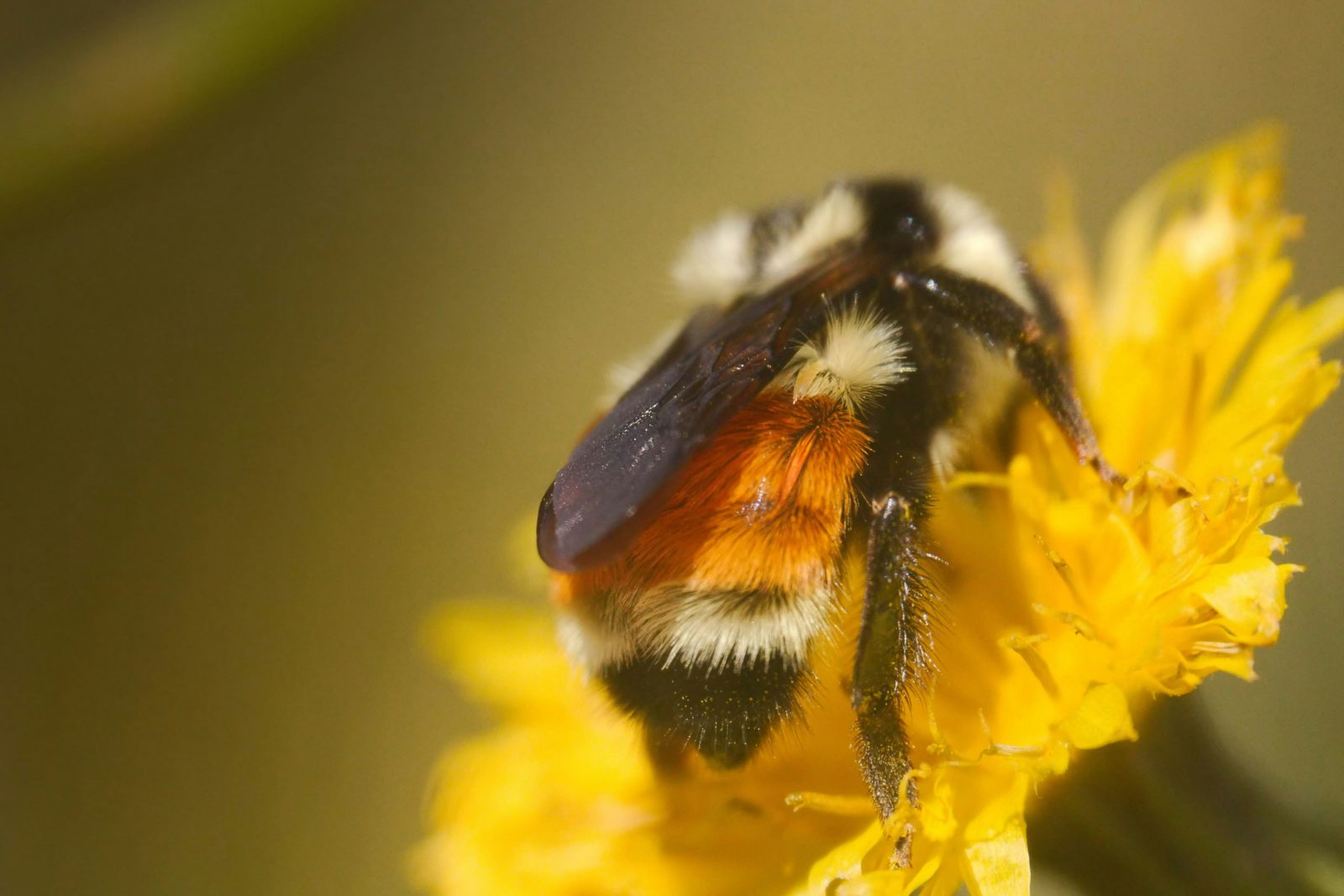 Formation bioénergie à l'Institut Pierre Thirault en Bretagne