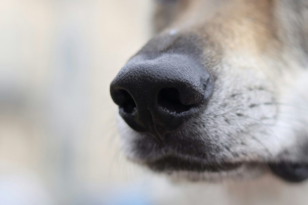 A close up of a dog's nose with a blurry background