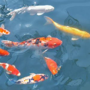 Formation Feng Shui à l'Institut Pierre Thirault en Bretagne