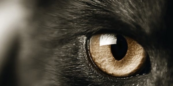 Formation en chamanisme à l'Institut Pierre Thirault en Bretagne